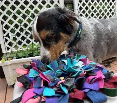 A brown, grey, white and black dog engages with a colorful snuffle mat