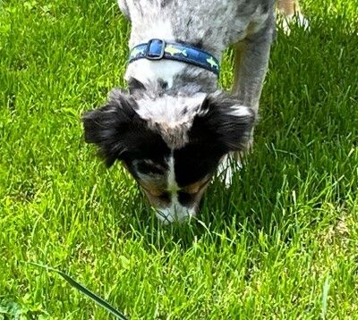 A brown, grey, white and black dog searches in the green grass