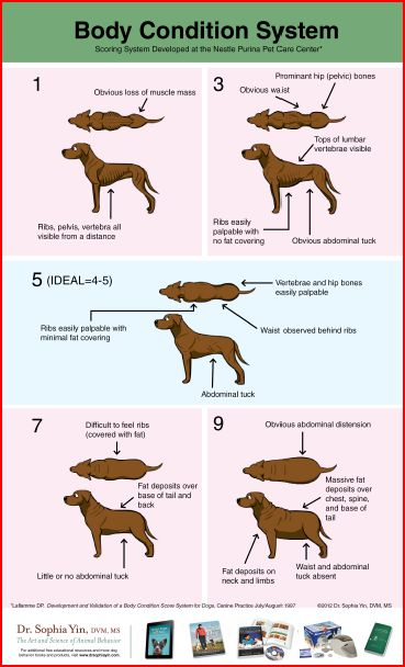 Dog body condition poster