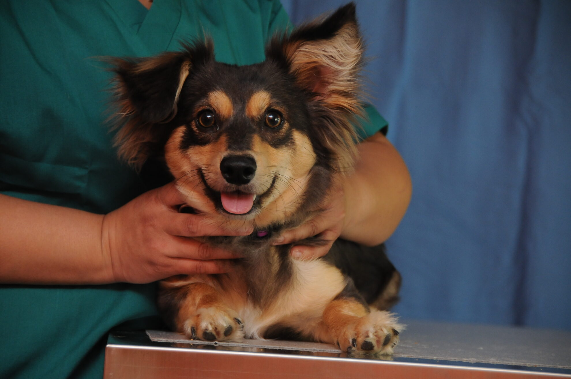 Canine Lab 3 Handling and Restraining Small and Mediumsized Dogs with