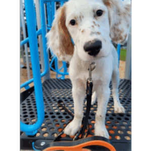 Canine Companions: Building Welfare-Centered Relationships with the Dogs in Our Lives