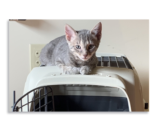 Feline Companions: Kitten Behavior, Training, and Kindergarten