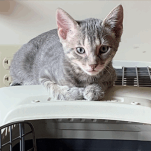 Feline Companions: Kitten Behavior, Training, and Kindergarten