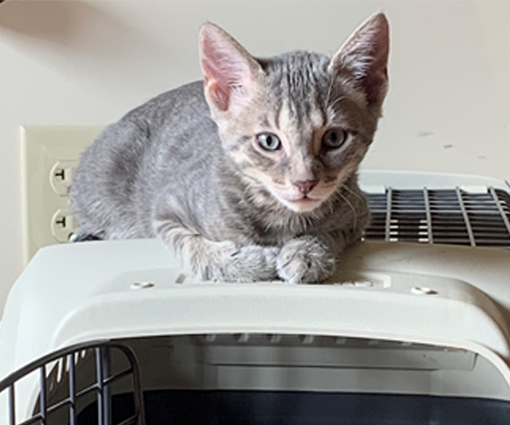 Feline Companions: Kitten Behavior, Training, and Kindergarten