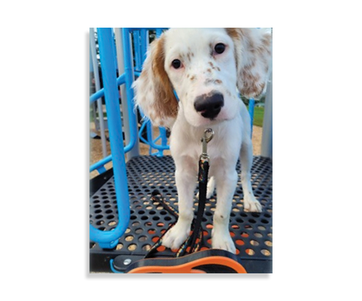 Canine Companions: Building Welfare-Centered Relationships with the Dogs in Our Lives