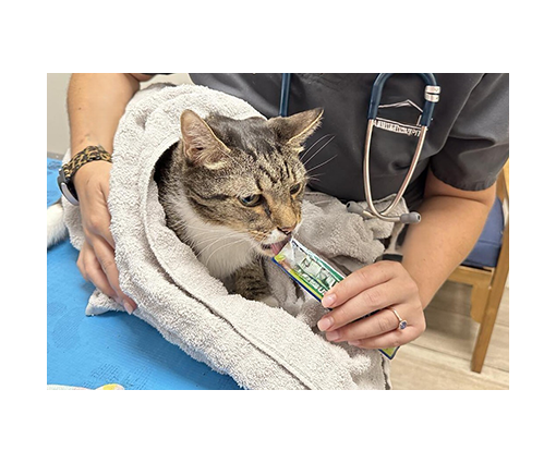 Feline Low Stress Handling® Algorithm and Towel Wrap